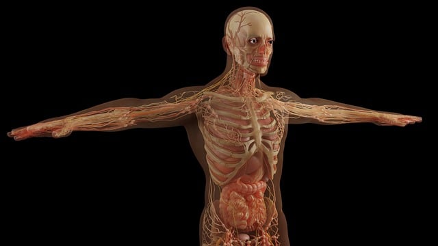 Comprendre l’Homme grâce aux Sciences Humaines - Dominique Molle - Facing Morphopsychologie - Etude du corps humain